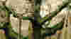 blog_10020503_treesherwood_original.jpg