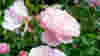 blog_10020511_rosesrobinson_original.jpg