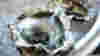 blog_100513_oyster_popup_original.jpg