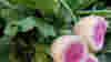 blog_100825_radishes_popup_original.jpg