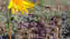 blog_110113_flower_popup_original.jpg