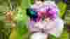 blog_bugonflower_original.jpg
