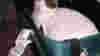 blog_catinsuitcasecropped_original.jpg