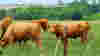 blog_cows_original.jpg