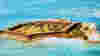 blog_croppednatpksblog_original.jpg