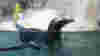 blog_croppedpenguins_original.jpg