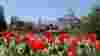 blog_ginter_tulips_original.jpg
