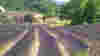 blog_lavendercrop_original.jpg