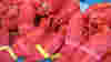 blog_lobsterclaws_original.jpg