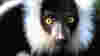 blog_monkeyoverheadaimeefan_original.jpg