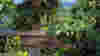 blog_mounthoodgrapevine_original.jpg