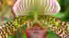 blog_orchid_original.jpg