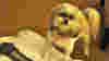 blog_pettravelcropped_original.jpg