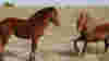 blog_ponies_original.jpg