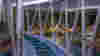 blog_princess_cruises_sea_walk_2_original.jpg