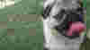 blog_pug_blog_original.jpg