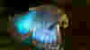 blog_sandiegobutterfly_original.jpg
