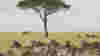blog_serengeti_original.jpg