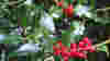 blog_sprigs_holly_original.jpg