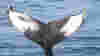 blog_whalecropped_original.jpg