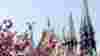 Cherry_NotreDame_12