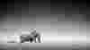 Elephant and zebra