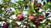 FallScenesRSS_Apples