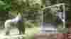 Gorilla Looks in Mirror in Africa