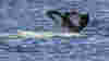 Gray whale tail in the ocean