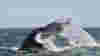Gray Whales off the Baja Coast