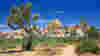 Joshua_Tree_Road_Trip