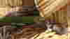 Kitten on a reed island