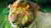 Male lion