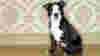 0810_ancestraldogs