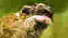 090806_weirdanimals