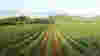 0911_napa