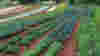 1006_stcroixfarms_sidebar