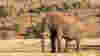 Safari Elephant