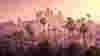Shutterstock Rf 633629336