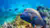 WhereToGo_2015_GreatBarrierReef_Fish