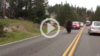 Yellowstone Bison Surprises Motorists