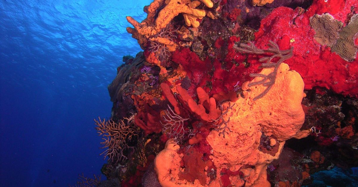 40 incredible underwater photos! Budget Travel