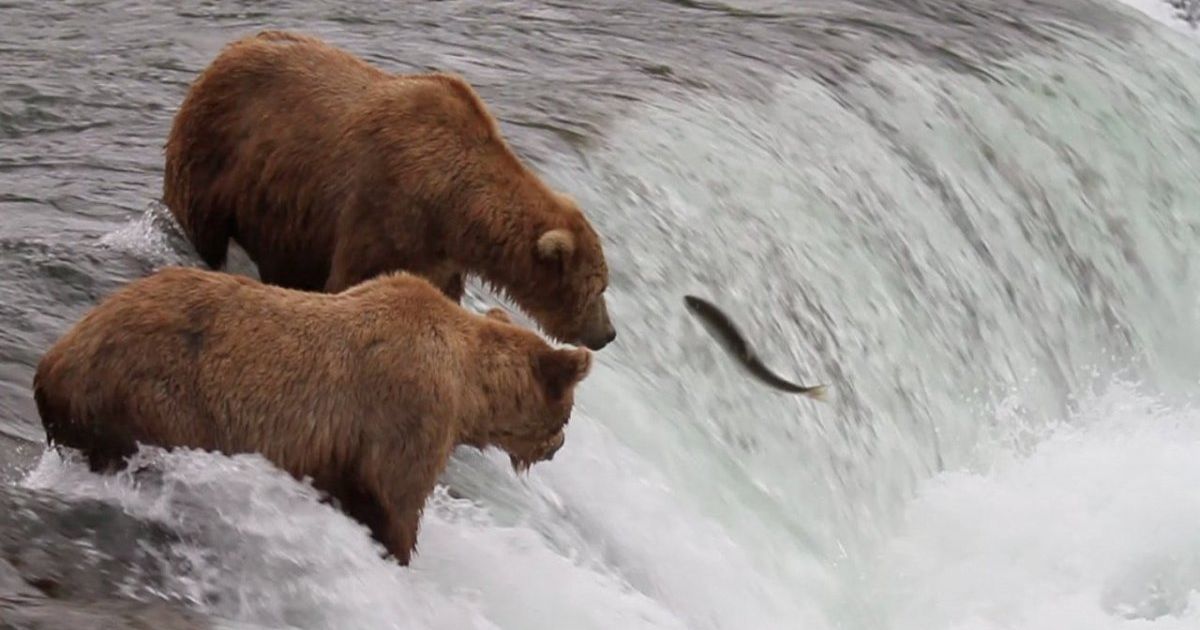 Don't Miss This National Park's Live BearCam Budget Travel