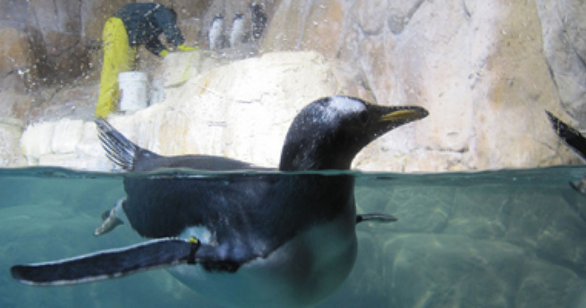 America's Top 10 Zoos Budget Travel