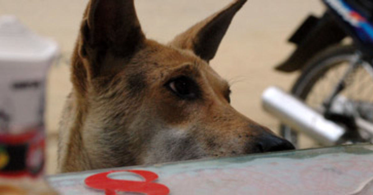 Petfriendly hotel chains 5 that love Fido Budget Travel