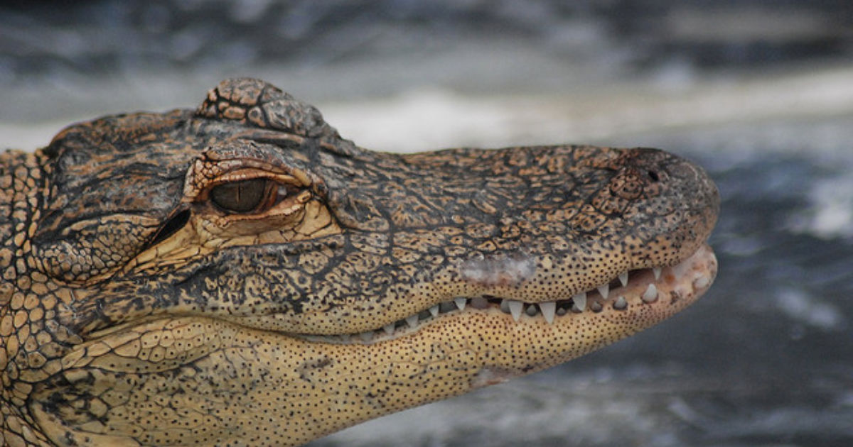 6 Places to See Endangered Species in Florida Budget Travel