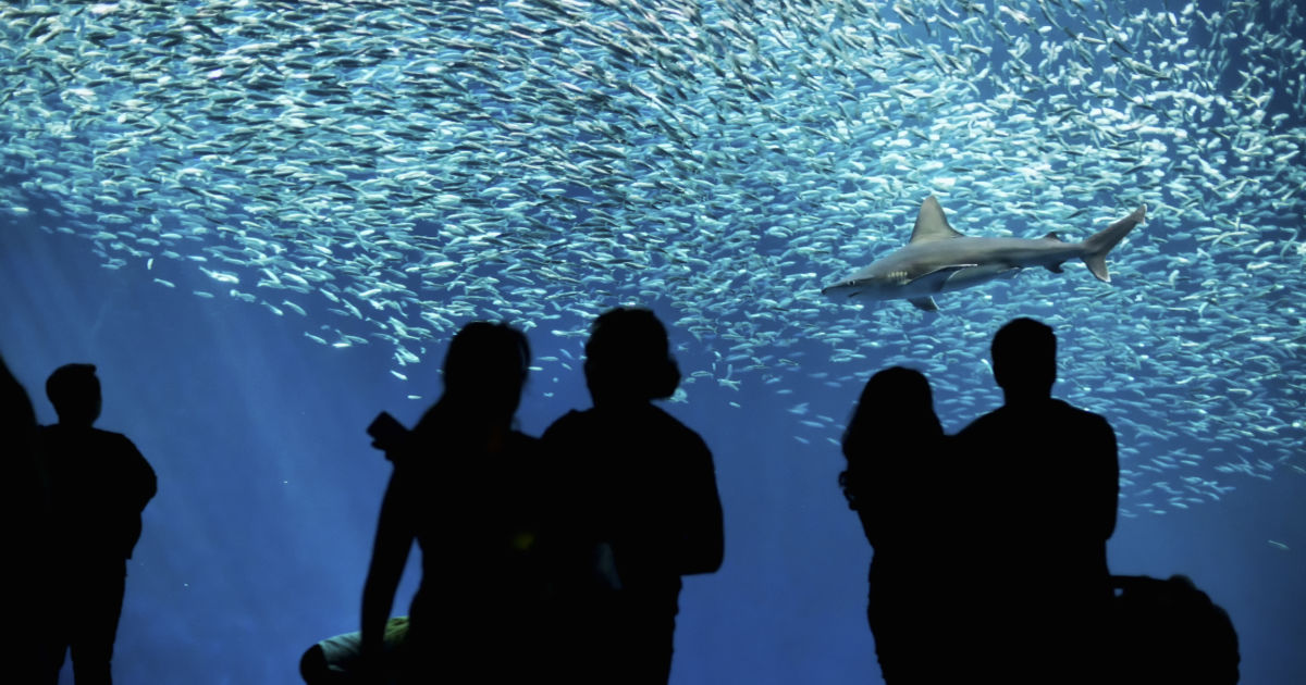 10 Best Aquariums In The World Budget Travel