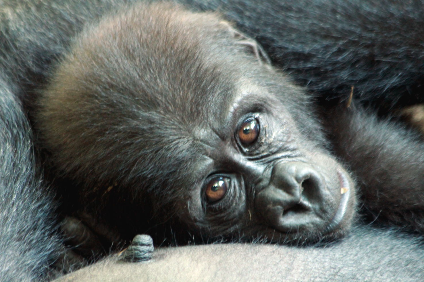 A young western lowland gorilla at the Bronx Zoo’s Congo Gorilla Forest.