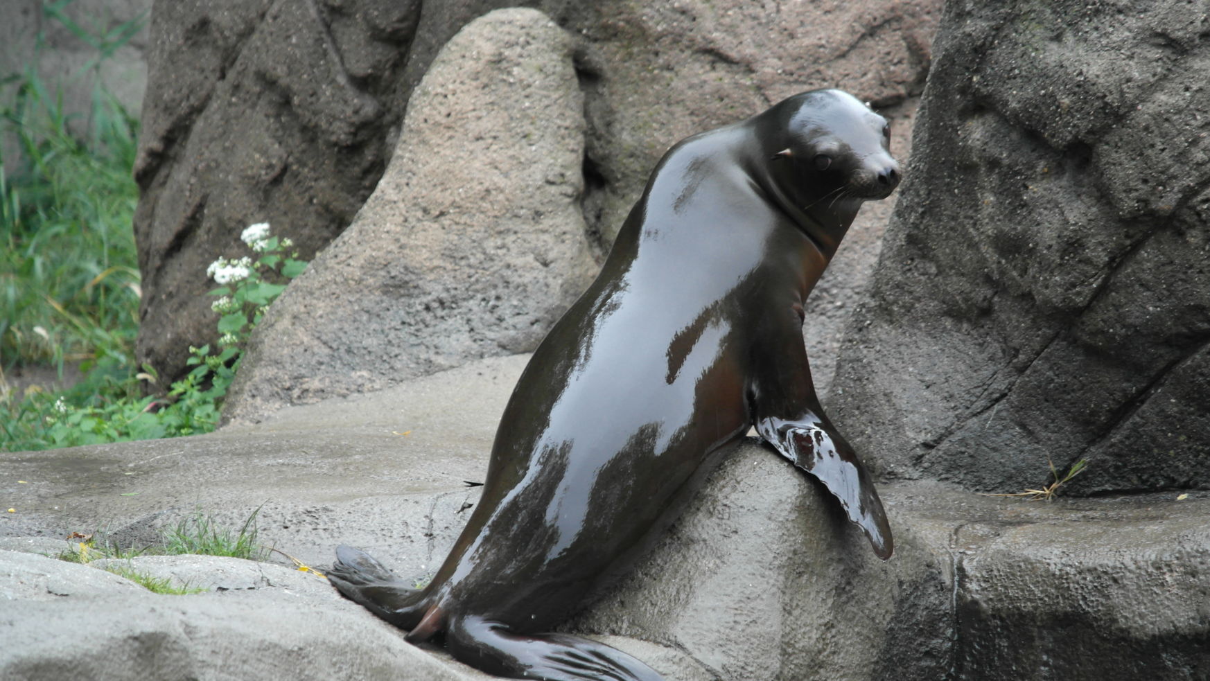 sea lion at the bronx zoo