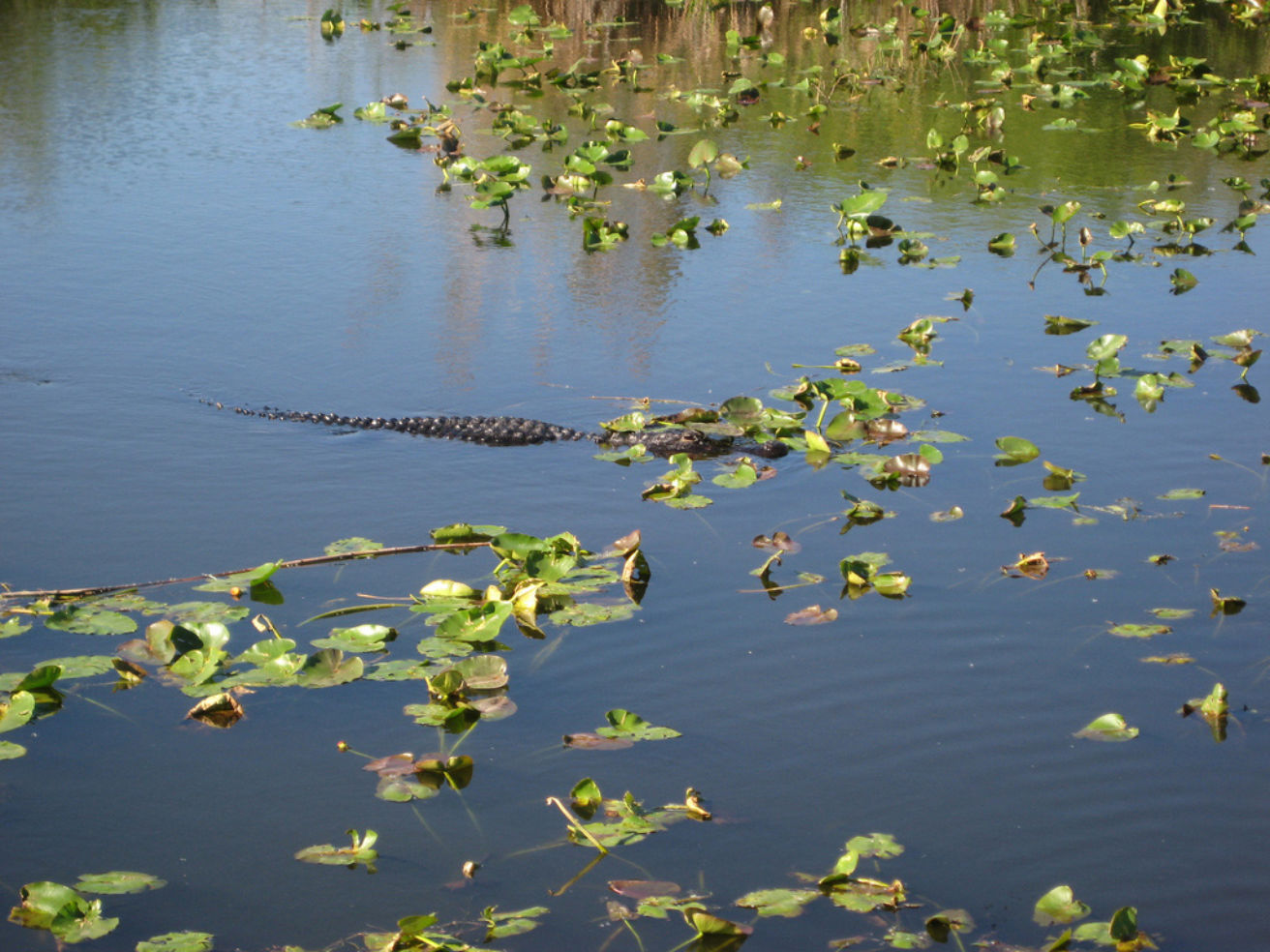 Everglades
